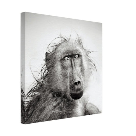 Da Vinci Animal Kingdom Wall art print collection | Chacma Baboon - Canvas - 40x40 cm / 16x16″ - Thick