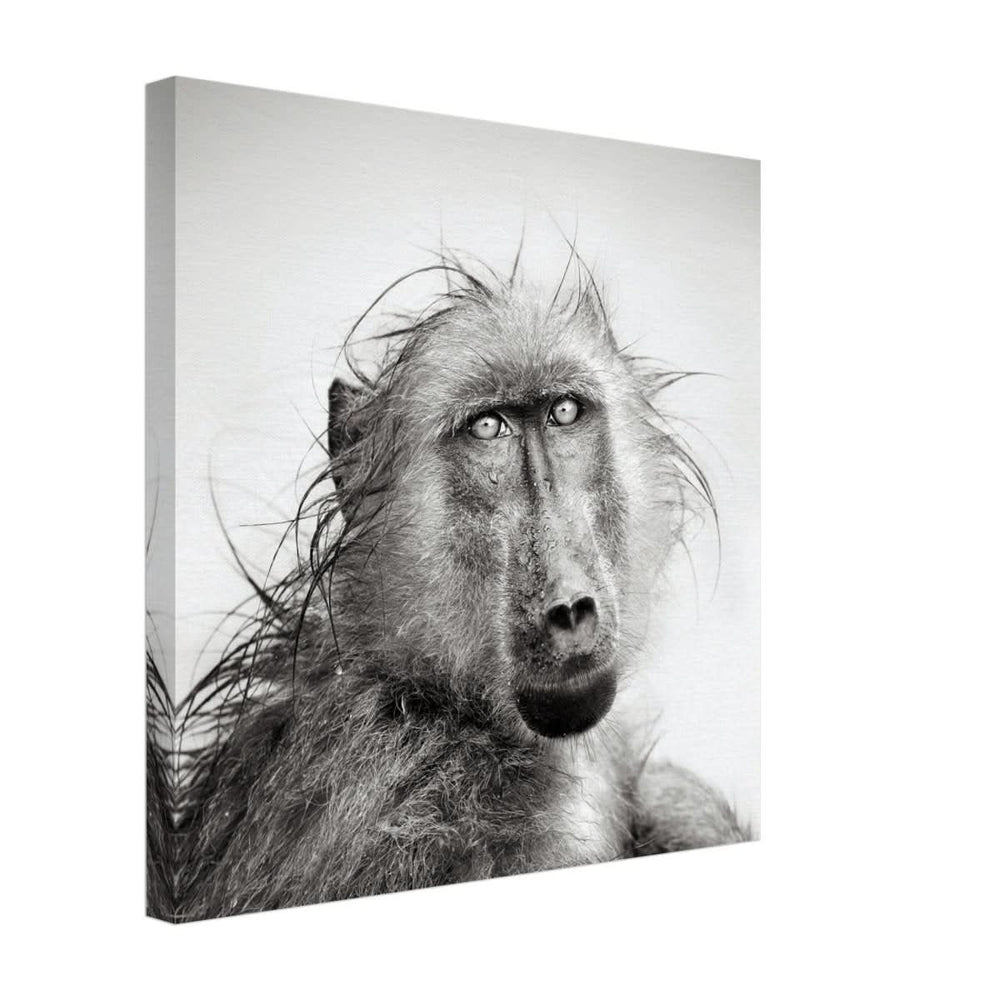 Da Vinci Animal Kingdom Wall art print collection | Chacma Baboon - Canvas - 40x40 cm / 16x16″ - Slim