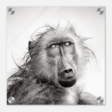 Da Vinci Animal Kingdom Wall art print collection | Chacma Baboon - Acrylic Print - 30x30 cm / 12x12″ -