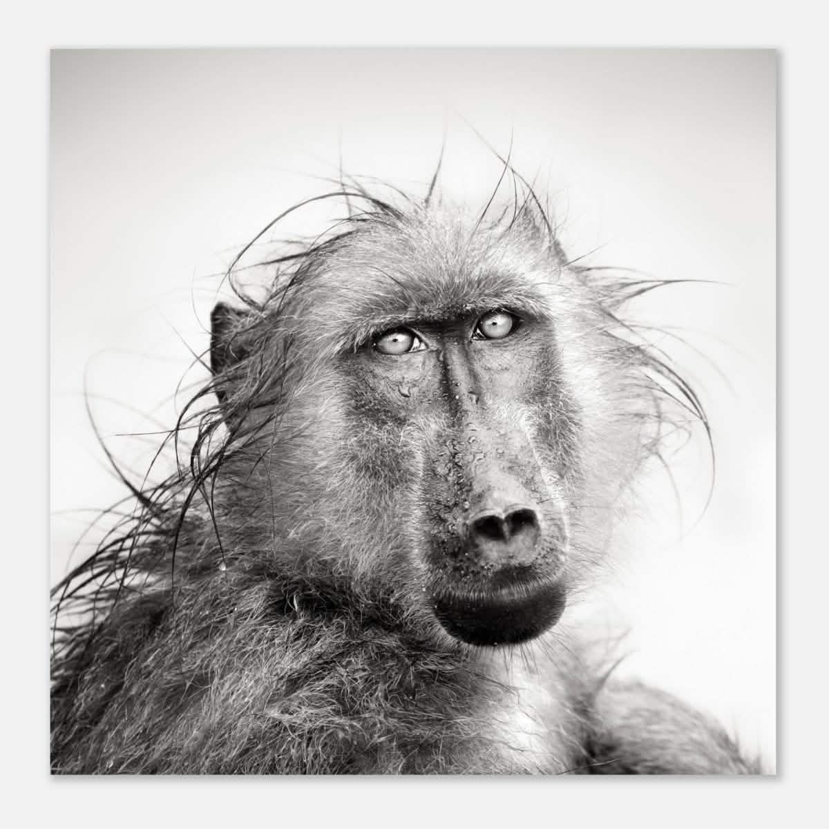 Da Vinci Animal Kingdom Wall art print collection | Chacma Baboon - Aluminum Print - 60x60 cm / 24x24″ -