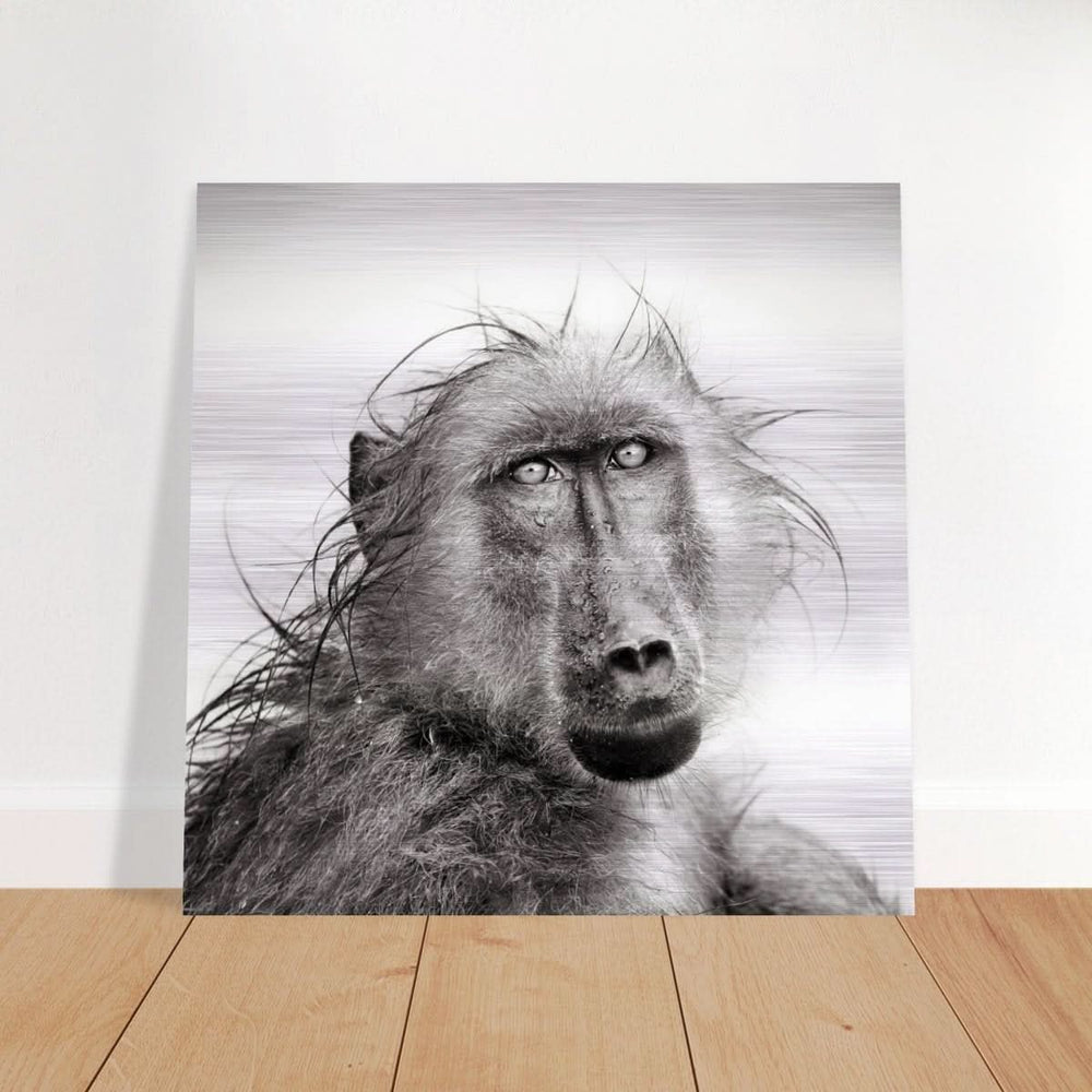 Da Vinci Animal Kingdom Wall art print collection | Chacma Baboon - Brushed Aluminum Print - 60x60 cm / 24x24″ -