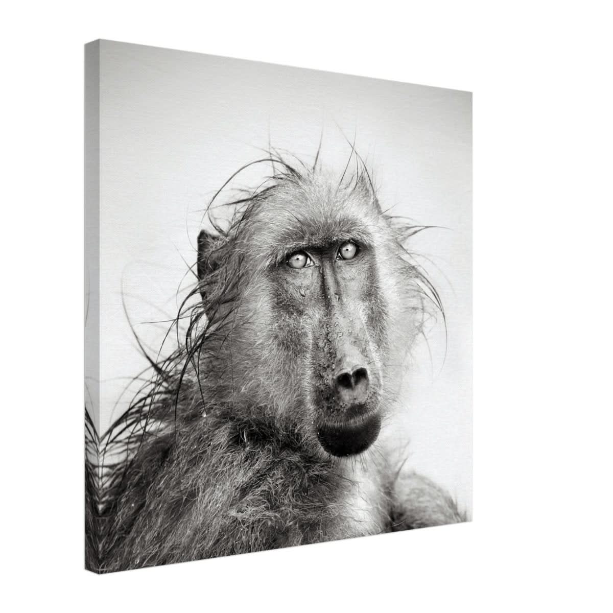 Da Vinci Animal Kingdom Wall art print collection | Chacma Baboon - Canvas - 50x50 cm / 20x20″ - Slim