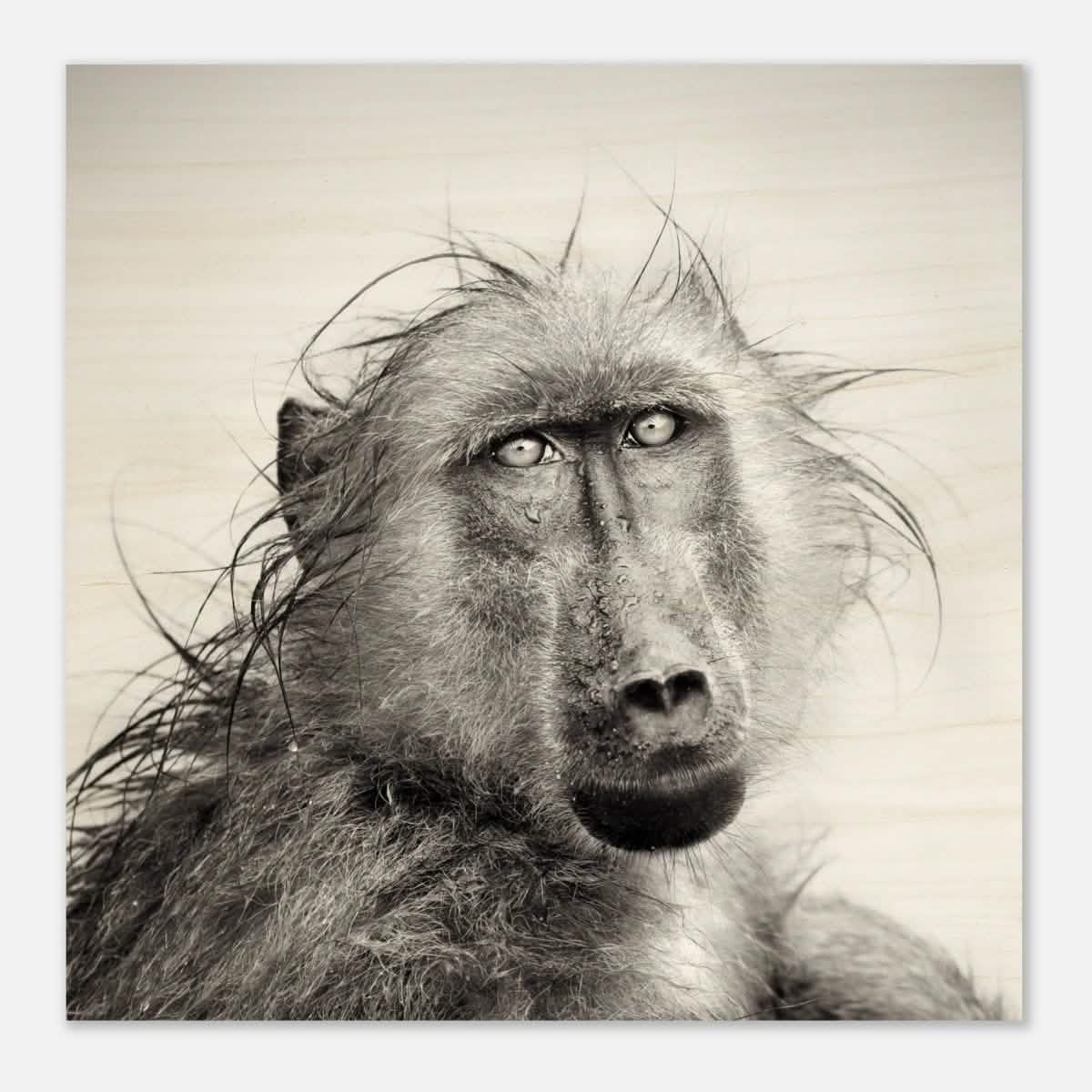 Da Vinci Animal Kingdom Wall art print collection | Chacma Baboon - Wood Prints - 40x40 cm / 16x16″ - 10 mm