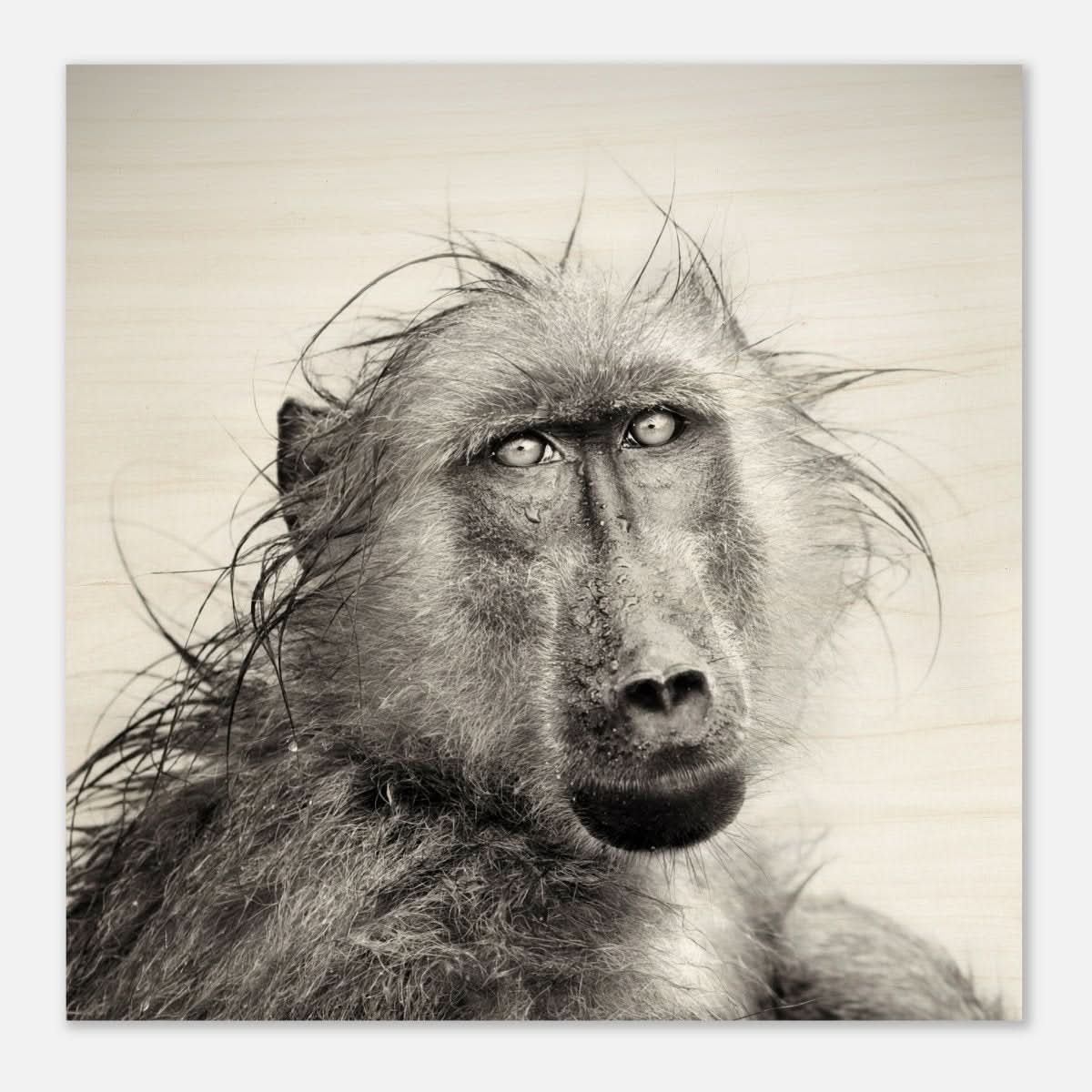 Da Vinci Animal Kingdom Wall art print collection | Chacma Baboon - Wood Prints - 60x60 cm / 24x24″ - 20 mm