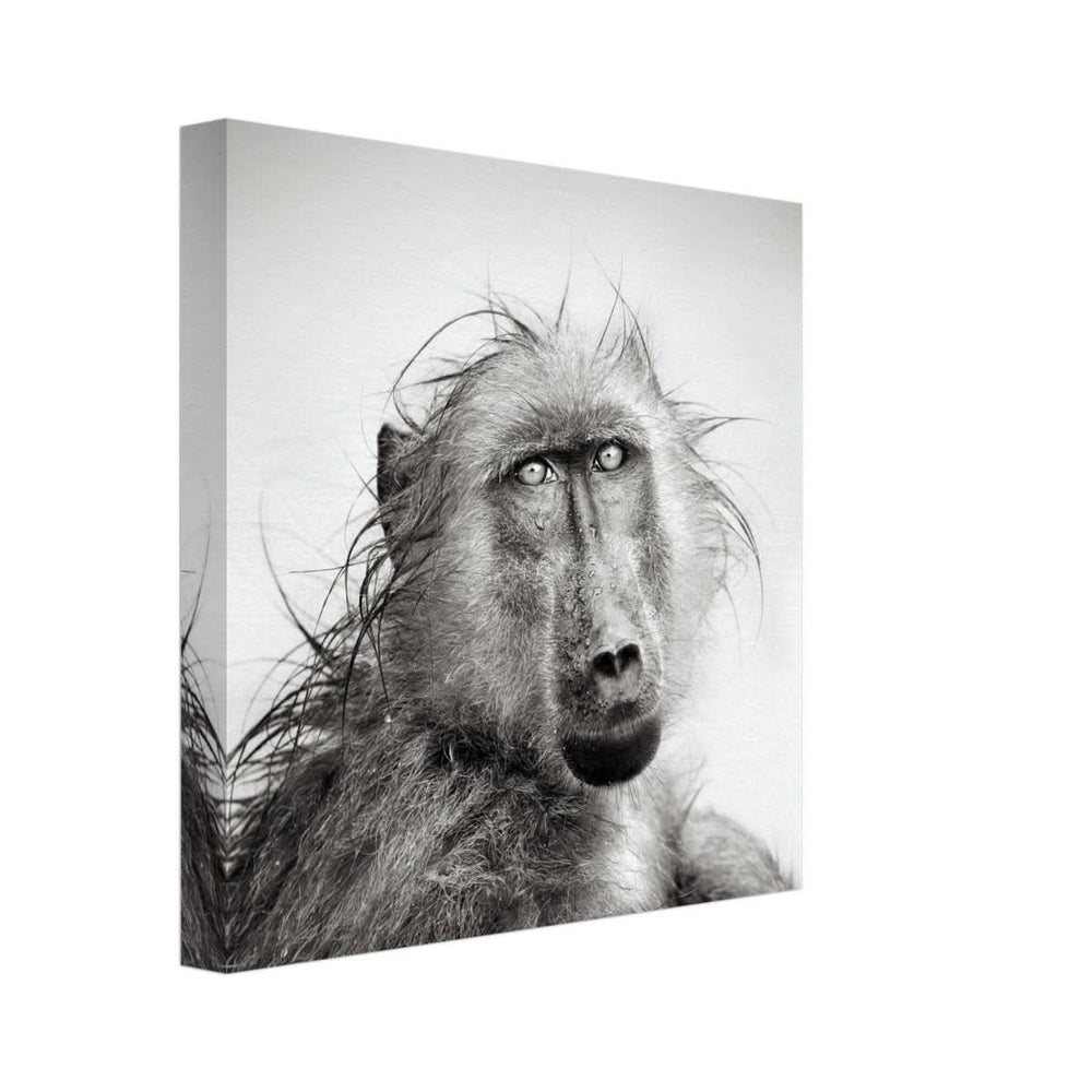 Da Vinci Animal Kingdom Wall art print collection | Chacma Baboon - Canvas - 30x30 cm / 12x12″ - Thick