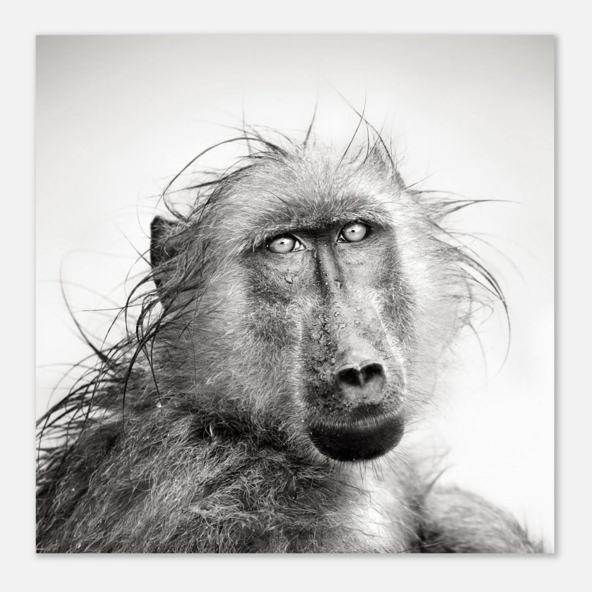 Da Vinci Animal Kingdom Wall art print collection | Chacma Baboon - Aluminum Print - 50x50 cm / 20x20″ -