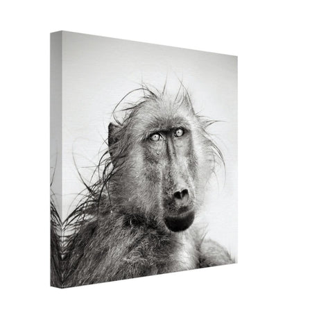 Da Vinci Animal Kingdom Wall art print collection | Chacma Baboon - Canvas - 30x30 cm / 12x12″ - Slim