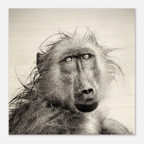 Da Vinci Animal Kingdom Wall art print collection | Chacma Baboon - Wood Prints - 50x50 cm / 20x20″ - 20 mm