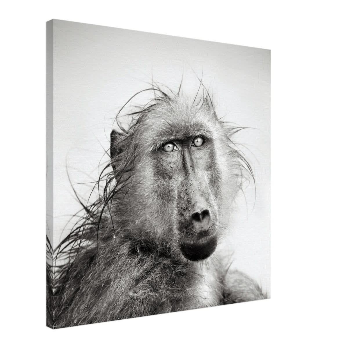 Da Vinci Animal Kingdom Wall art print collection | Chacma Baboon - Canvas - 60x60 cm / 24x24″ - Slim