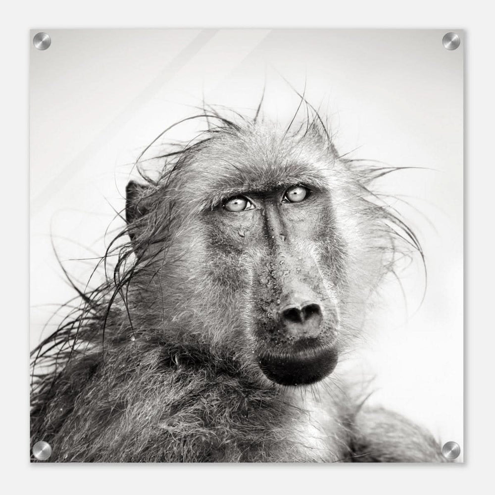Da Vinci Animal Kingdom Wall art print collection | Chacma Baboon - Acrylic Print - 50x50 cm / 20x20″ -