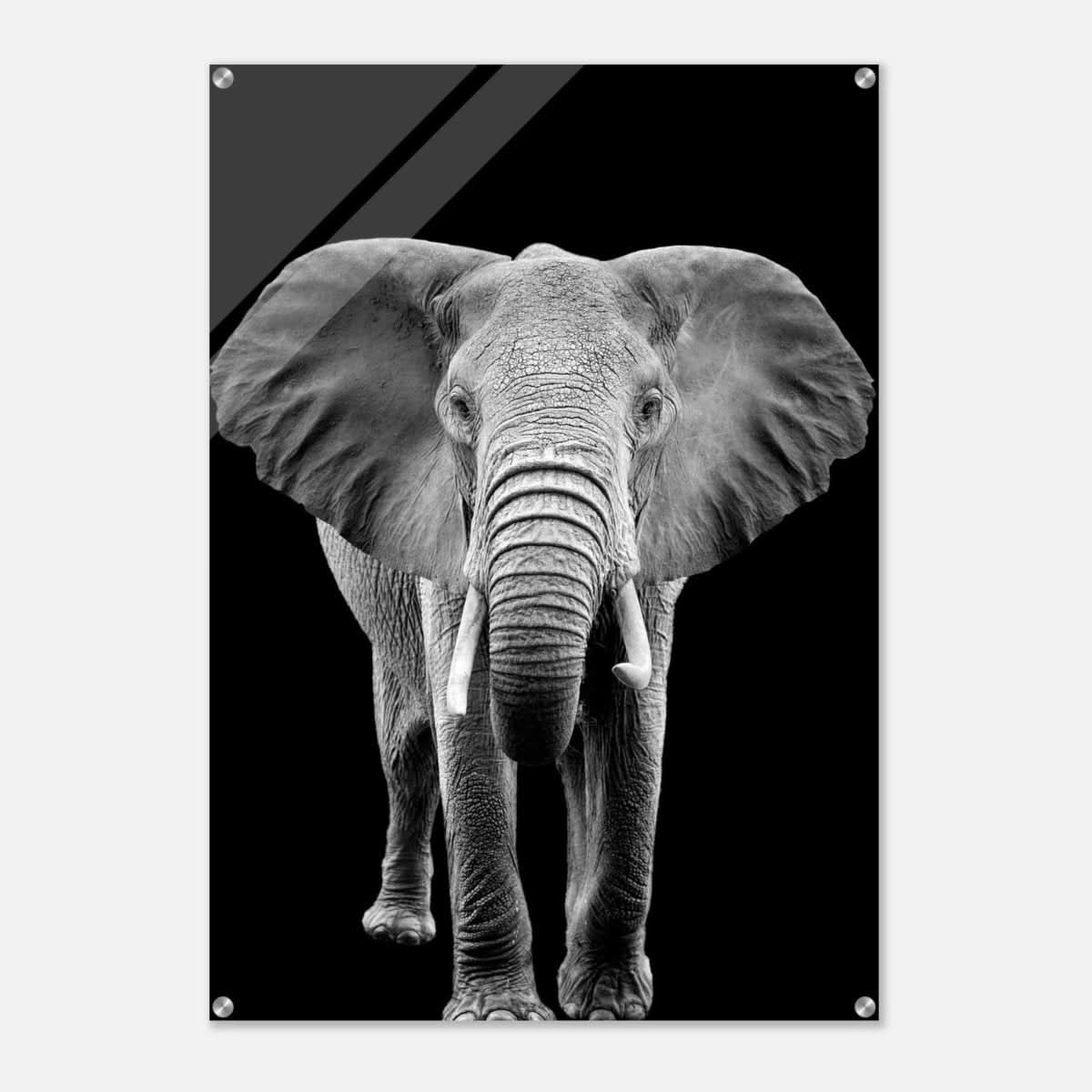 Da Vinci Animal Kingdom Wall art print collection | Elephant - Acrylic Print - 70x100 cm / 28x40″ -