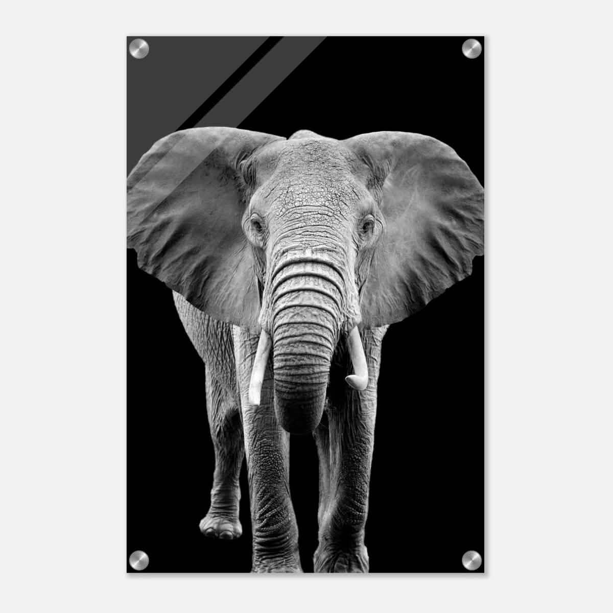 Da Vinci Animal Kingdom Wall art print collection | Elephant - Acrylic Print - 40x60 cm / 16x24″ -