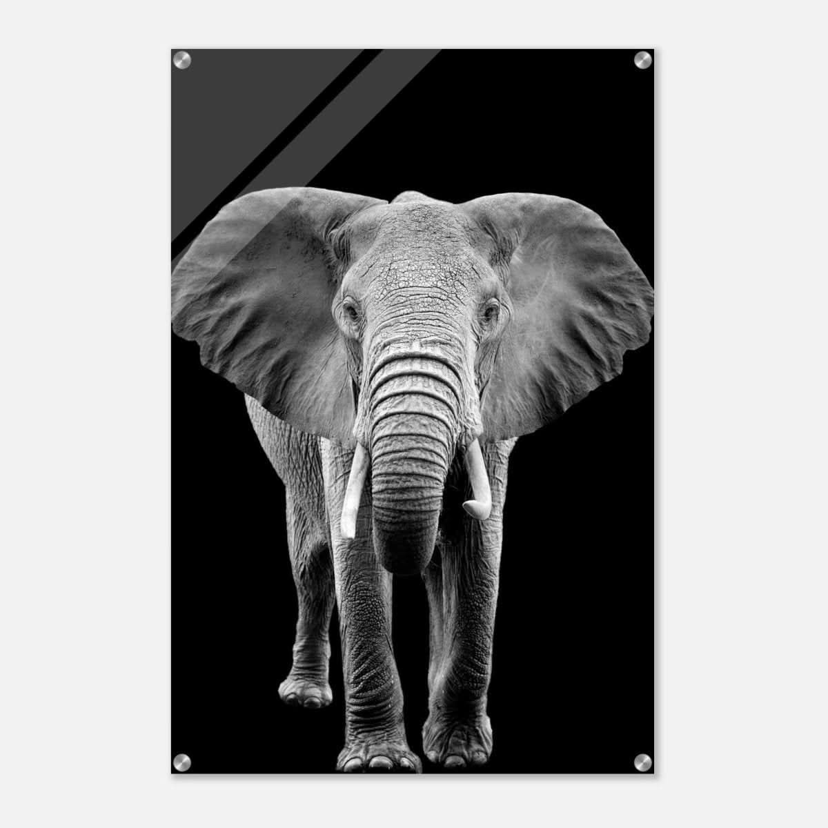 Da Vinci Animal Kingdom Wall art print collection | Elephant - Acrylic Print - 60x90 cm / 24x36″ -