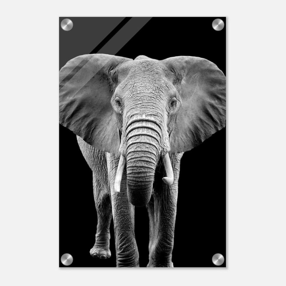 Da Vinci Animal Kingdom Wall art print collection | Elephant - Acrylic Print - 30x45 cm / 12x18″ -
