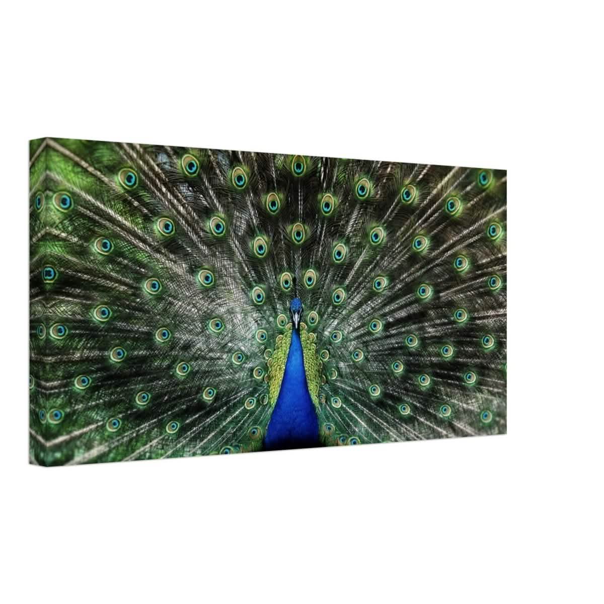 Da Vinci Animal Kingdom Wall art print collection | Peacock | Canvas print - Thick - 30x60 cm / 12x24″ -