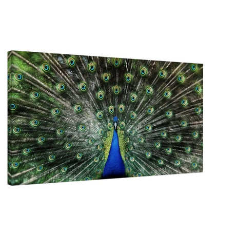 Da Vinci Animal Kingdom Wall art print collection | Peacock | Canvas print - Thick - 50x100 cm / 20x40″ -