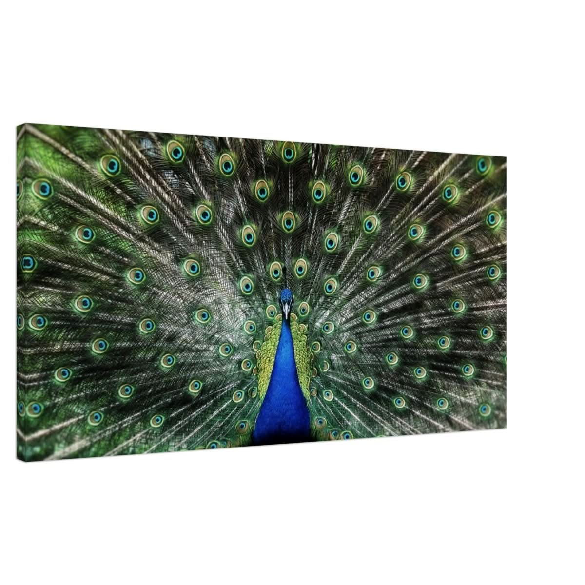 Da Vinci Animal Kingdom Wall art print collection | Peacock | Canvas print - Slim - 50x100 cm / 20x40″ -