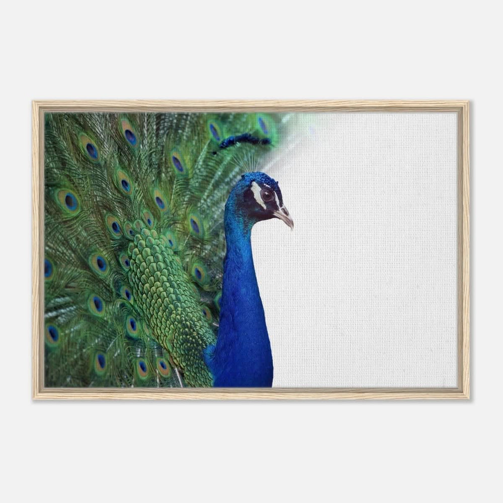 Da Vinci Animal Kingdom Wall art print collection | Peacock - Framed Canvas - 60x90 cm / 24x36″ - Wood frame