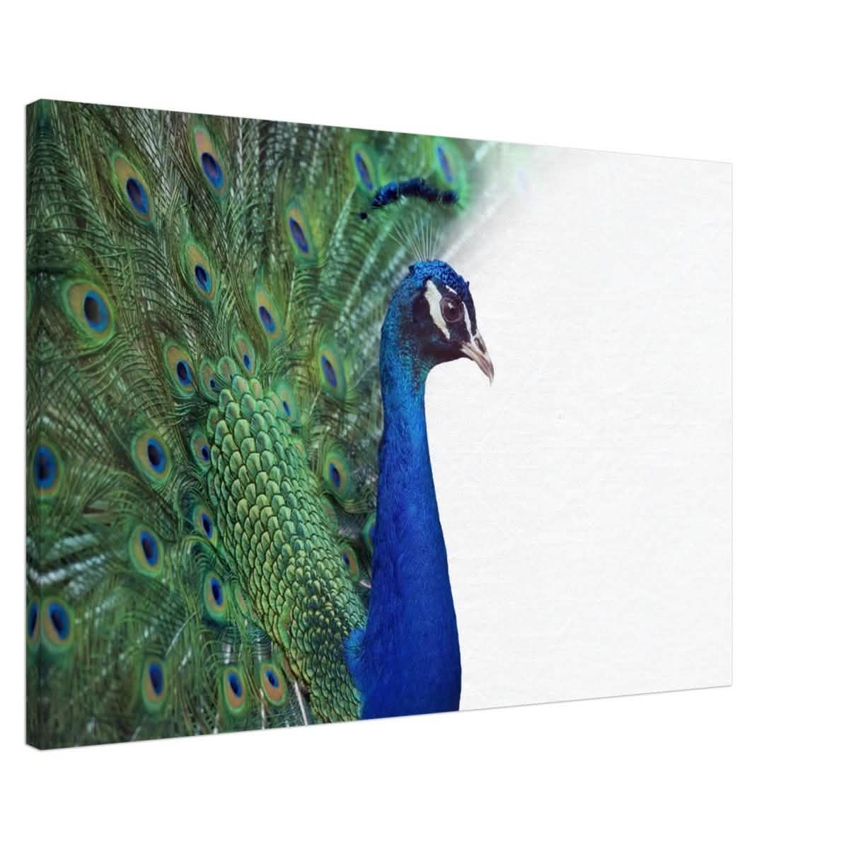 Da Vinci Animal Kingdom Wall art print collection | Peacock - Canvas - 60x90 cm / 24x36″ -