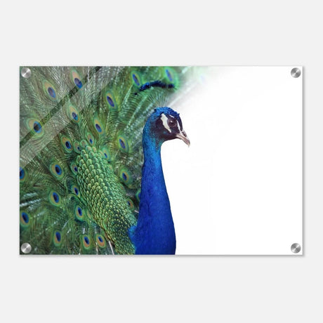 Da Vinci Animal Kingdom Wall art print collection | Peacock - Acrylic Print - 40x60 cm / 16x24″ -