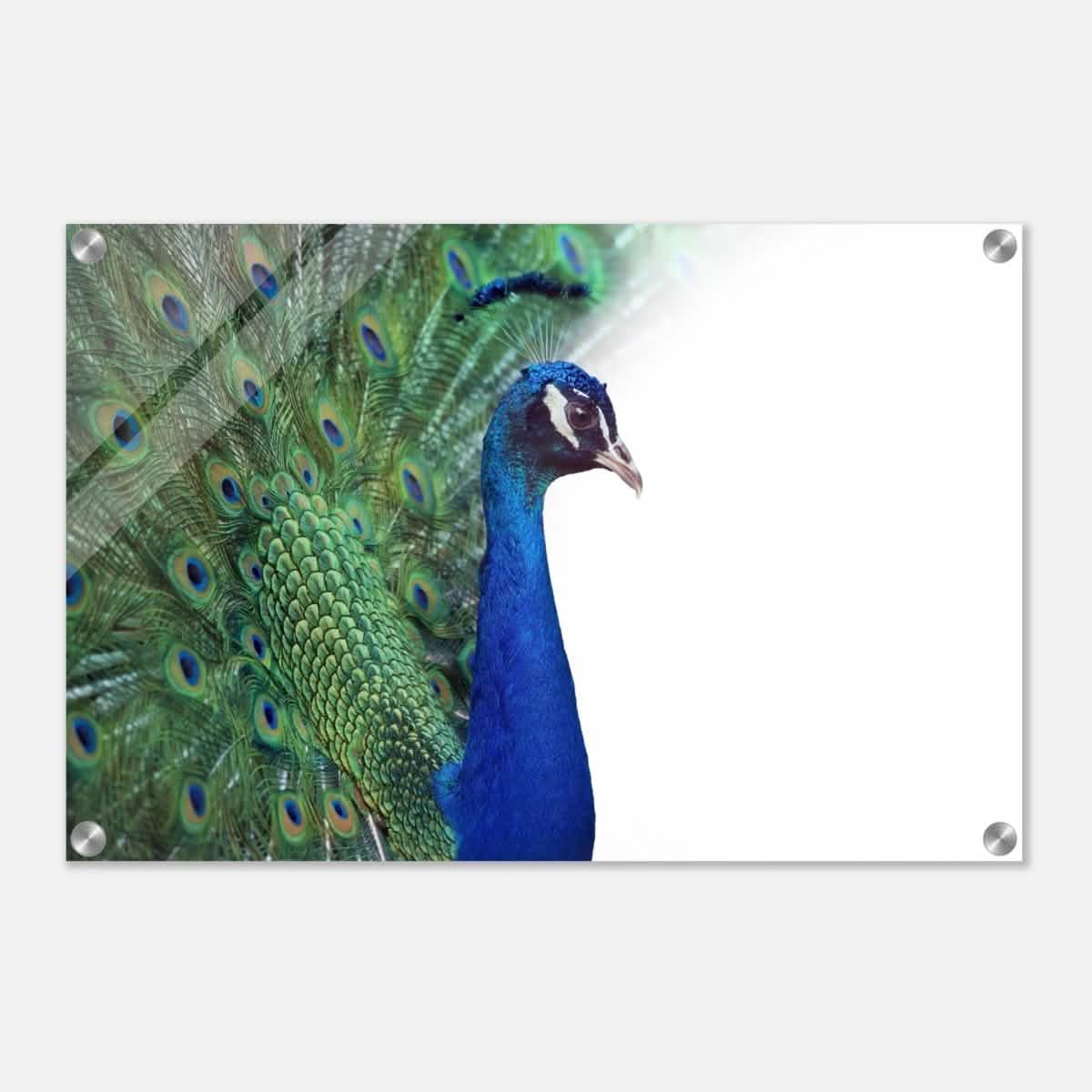 Da Vinci Animal Kingdom Wall art print collection | Peacock - Acrylic Print - 40x60 cm / 16x24″ -