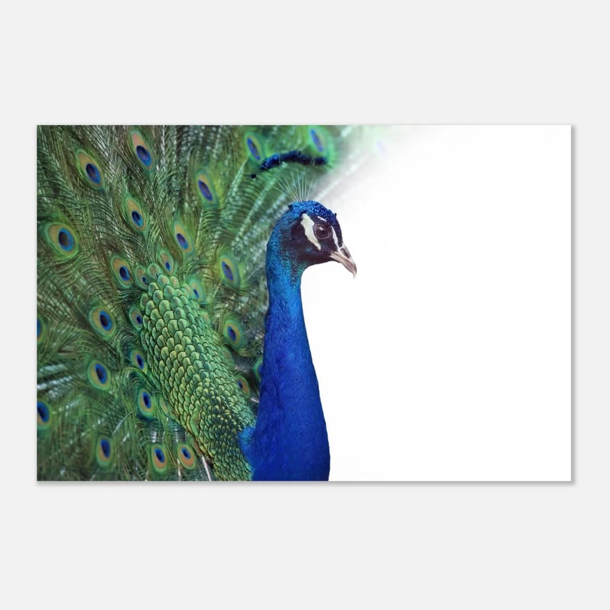Da Vinci Animal Kingdom Wall art print collection | Peacock - Aluminum Print - 30x45 cm / 12x18″ -