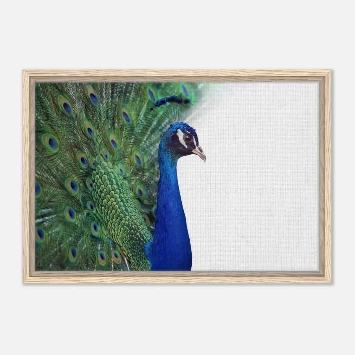 Da Vinci Animal Kingdom Wall art print collection | Peacock - Framed Canvas - 40x60 cm / 16x24″ - Wood frame