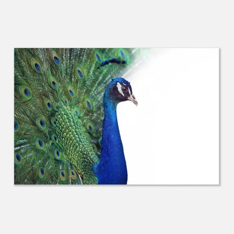 Da Vinci Animal Kingdom Wall art print collection | Peacock - Aluminum Print - 40x60 cm / 16x24″ -