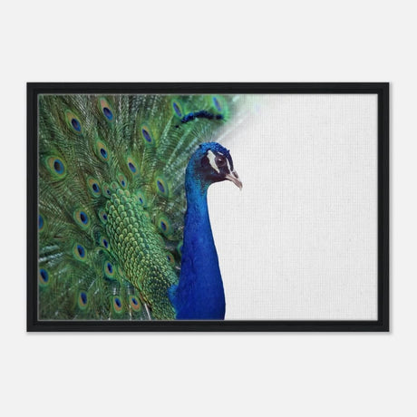 Da Vinci Animal Kingdom Wall art print collection | Peacock - Framed Canvas - 50x75 cm / 20x30″ - Black frame