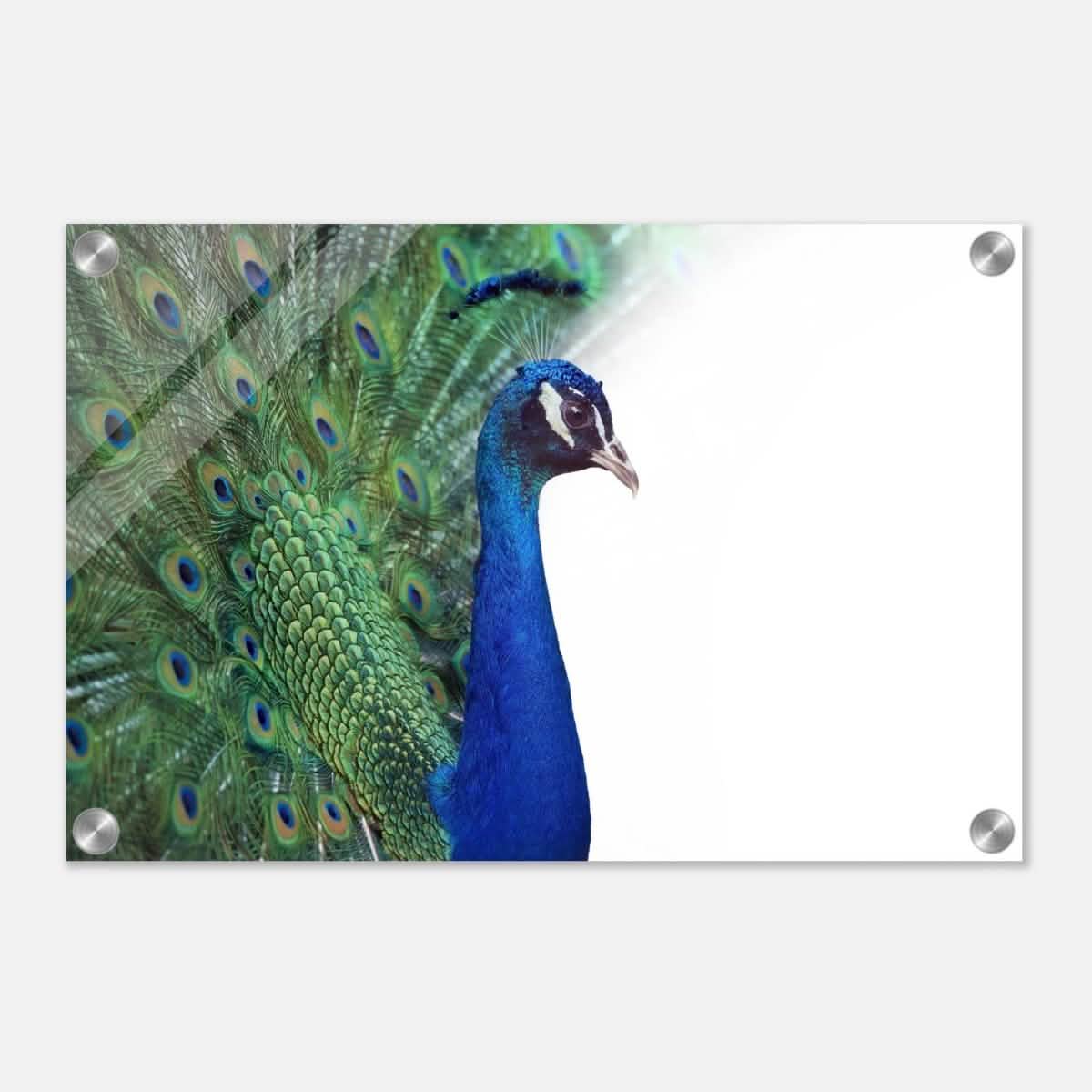 Da Vinci Animal Kingdom Wall art print collection | Peacock - Acrylic Print - 30x45 cm / 12x18″ -