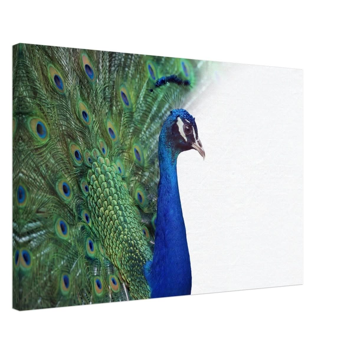 Da Vinci Animal Kingdom Wall art print collection | Peacock - Canvas - 50x75 cm / 20x30″ -