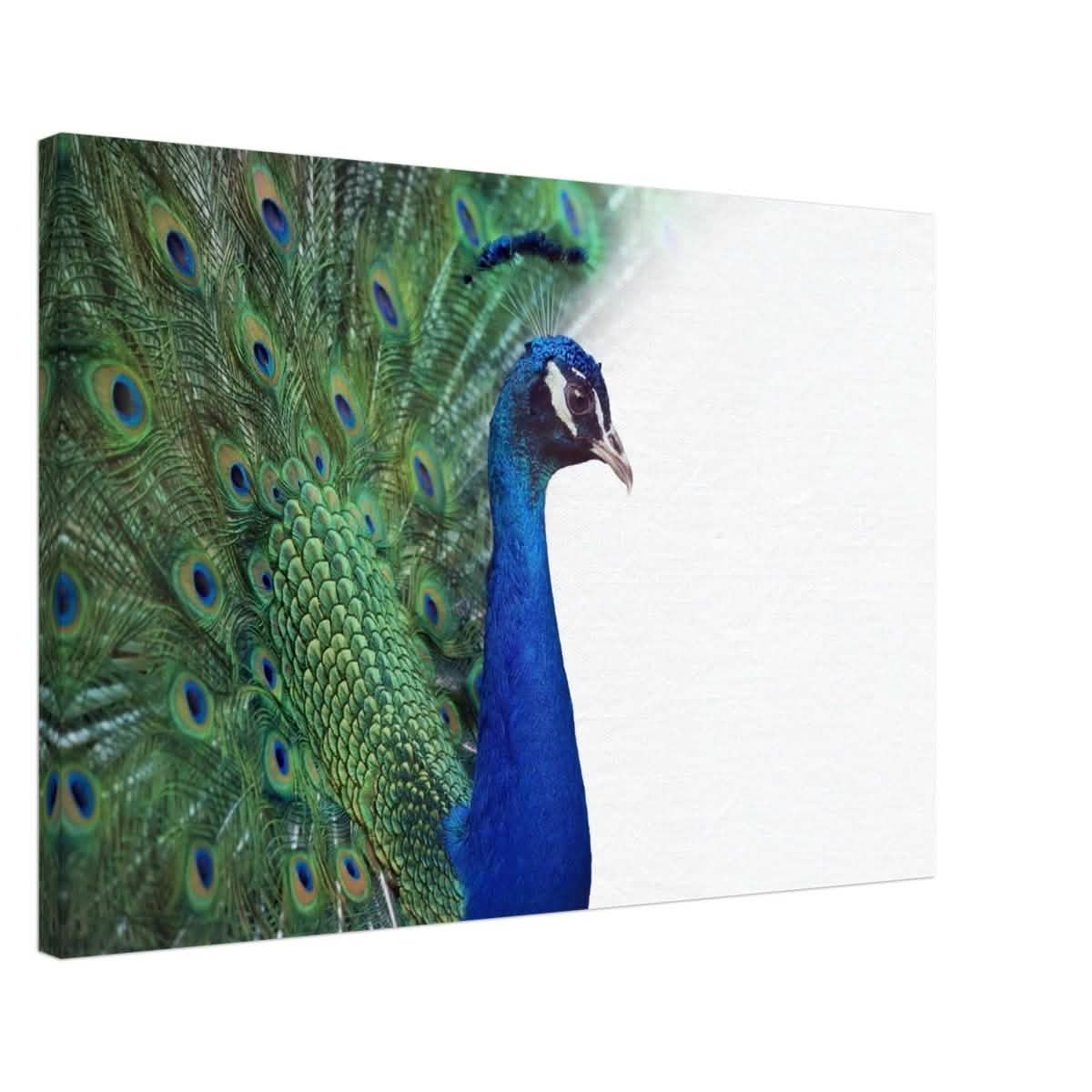 Da Vinci Animal Kingdom Wall art print collection | Peacock - Canvas - 50x75 cm / 20x30″ -