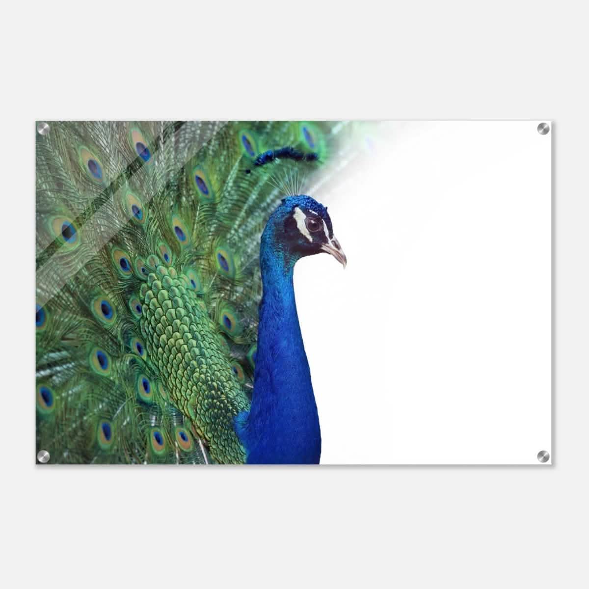 Da Vinci Animal Kingdom Wall art print collection | Peacock - Acrylic Print - 60x90 cm / 24x36″ -