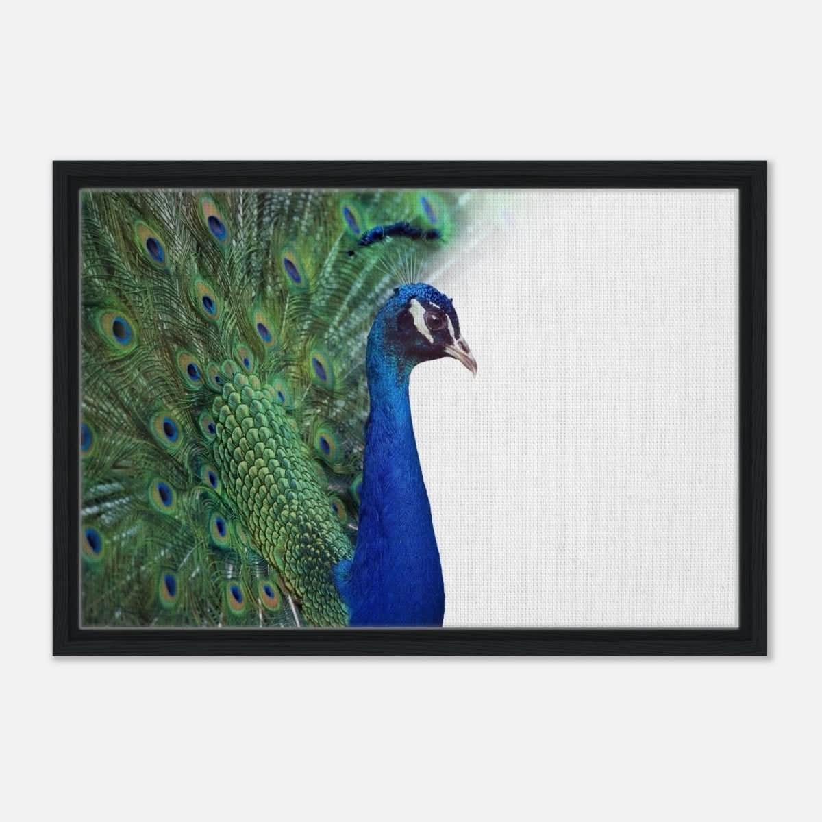 Da Vinci Animal Kingdom Wall art print collection | Peacock - Framed Canvas - 40x60 cm / 16x24″ - Black frame