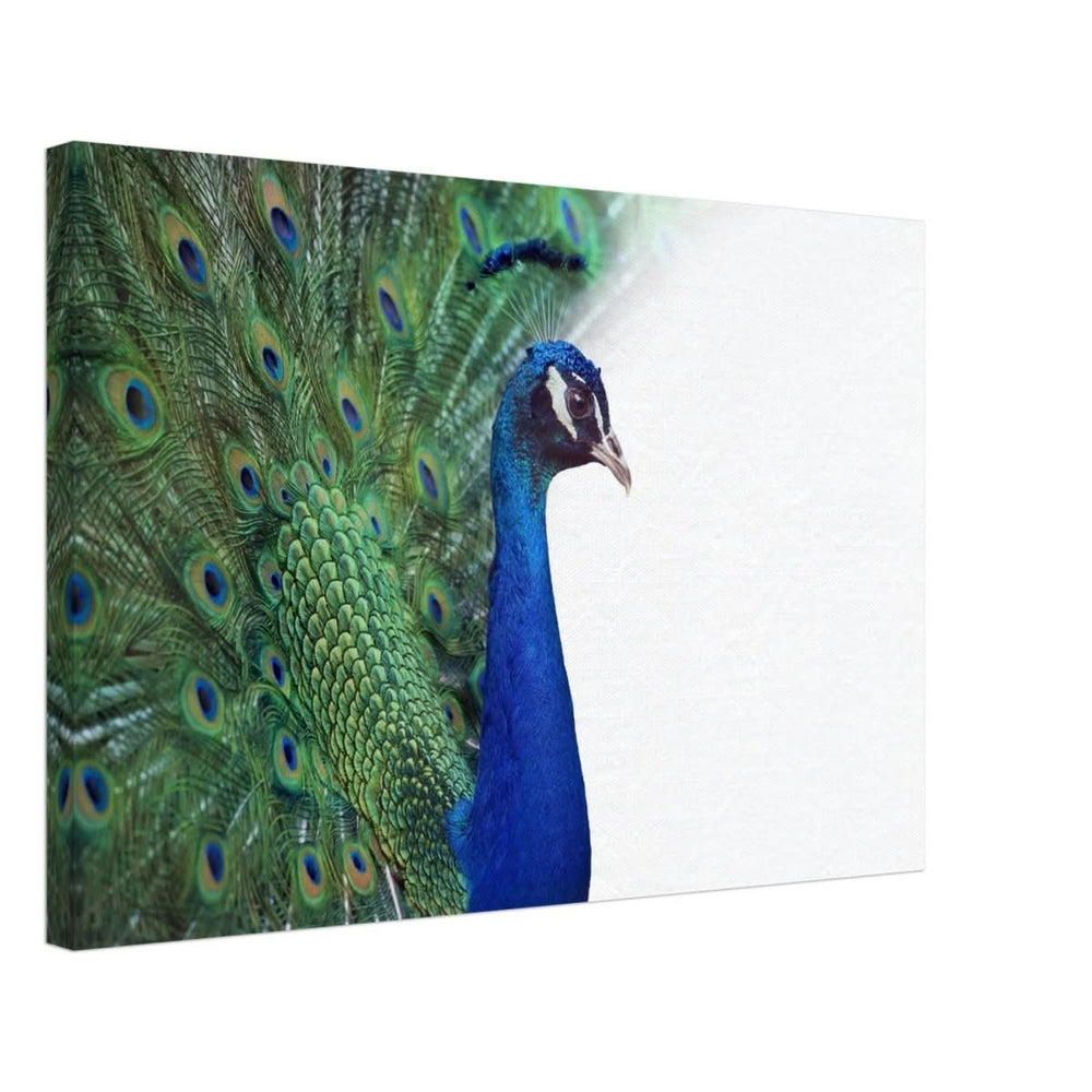 Da Vinci Animal Kingdom Wall art print collection | Peacock - Canvas - 40x60 cm / 16x24″ -