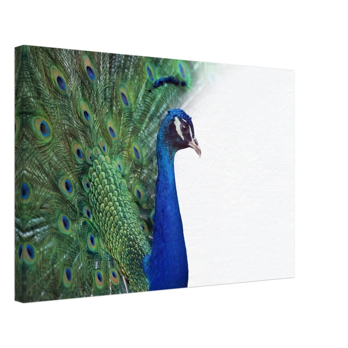 Da Vinci Animal Kingdom Wall art print collection | Peacock - Canvas - 40x60 cm / 16x24″ -