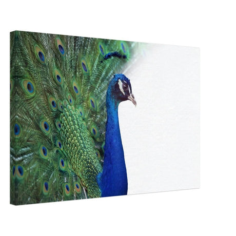 Da Vinci Animal Kingdom Wall art print collection | Peacock - Canvas - 40x60 cm / 16x24″ -