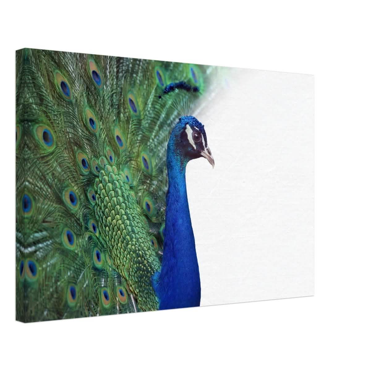 Da Vinci Animal Kingdom Wall art print collection | Peacock - Canvas - 40x60 cm / 16x24″ -