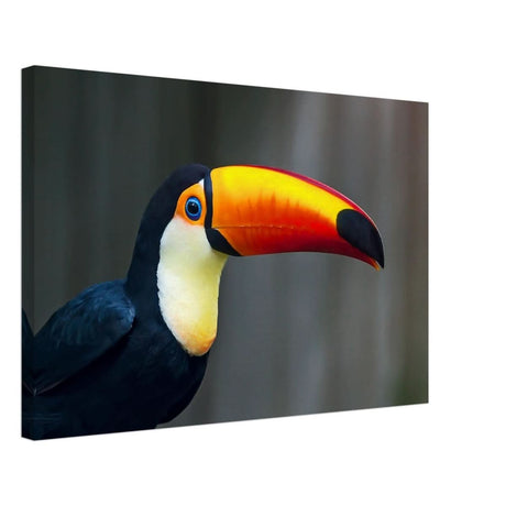 Da Vinci Animal Kingdom Wall art print collection | Wildlife | Toucans Bird - Canvas - 40x60 cm / 16x24″ - Canvas