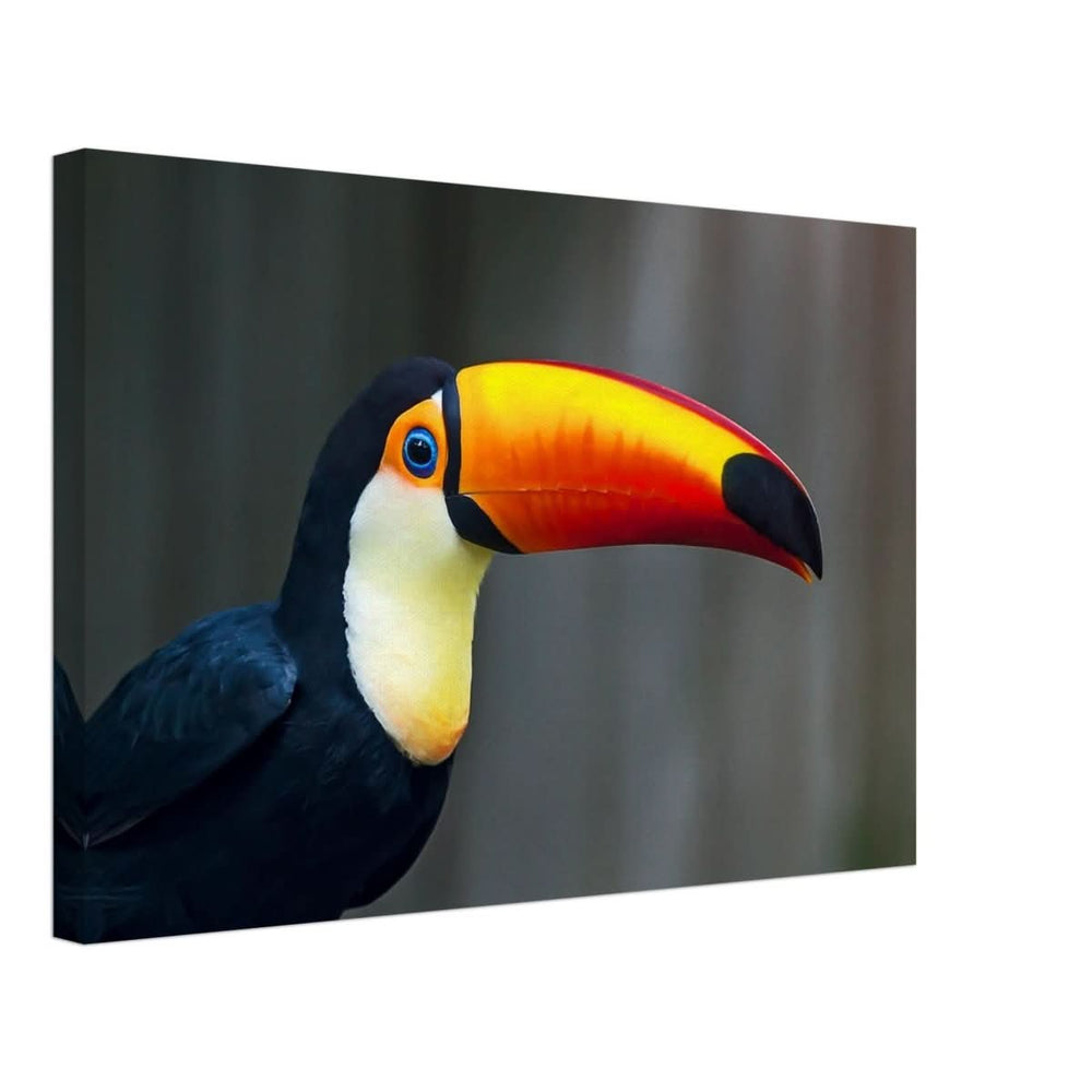 Da Vinci Animal Kingdom Wall art print collection | Wildlife | Toucans Bird - Canvas - 40x60 cm / 16x24″ - Canvas