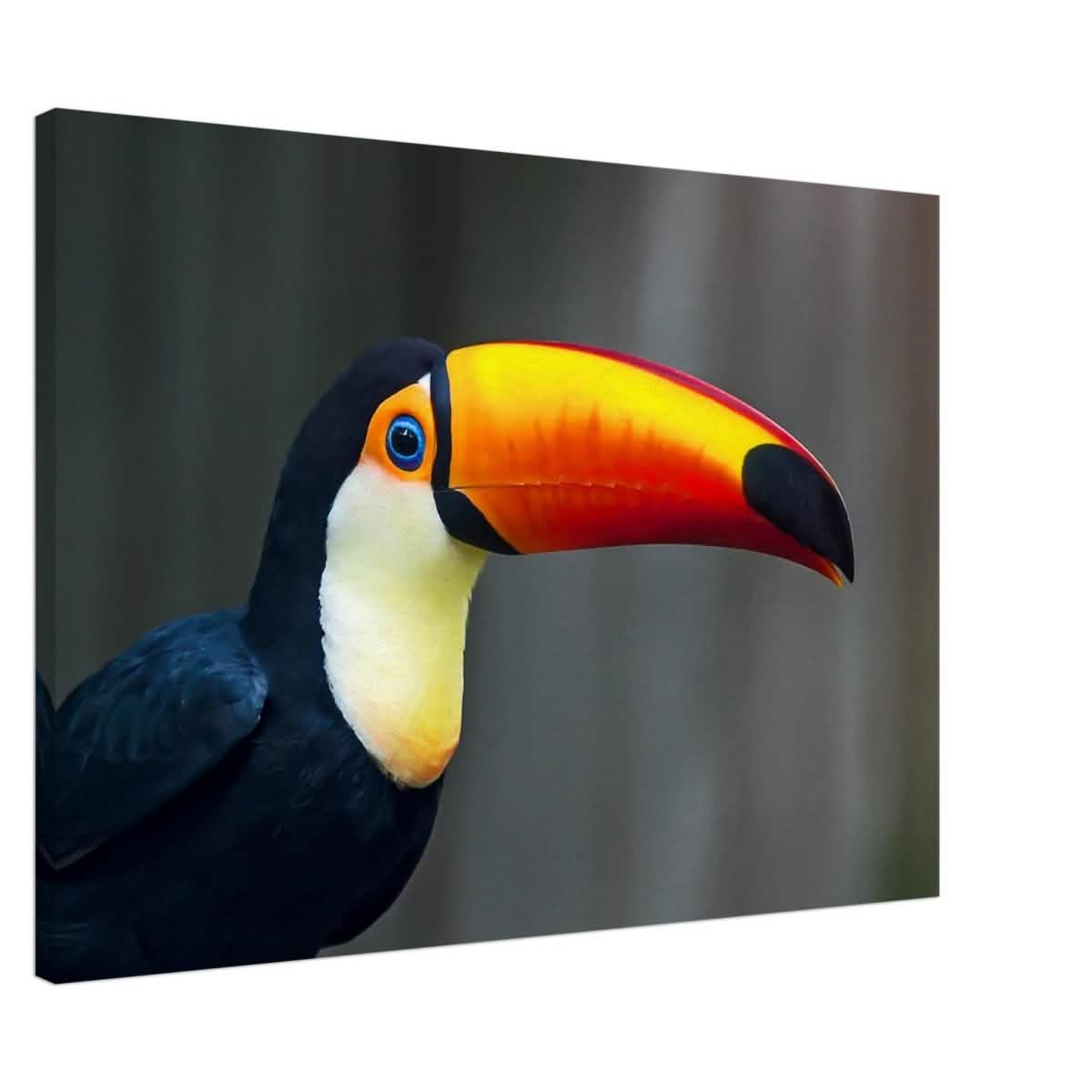 Da Vinci Animal Kingdom Wall art print collection | Wildlife | Toucans Bird - Brushed Aluminum Print - 50x75 cm / 20x30″ -