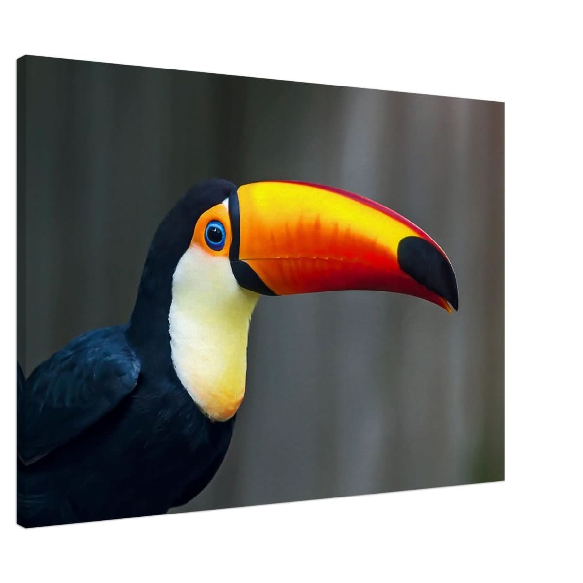 Da Vinci Animal Kingdom Wall art print collection | Wildlife | Toucans Bird - Canvas - 70x100 cm / 28x40″ - Canvas