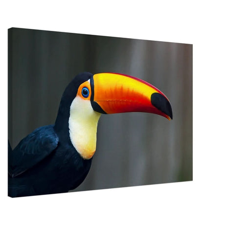 Da Vinci Animal Kingdom Wall art print collection | Wildlife | Toucans Bird - Aluminum Print - 50x75 cm / 20x30″ -