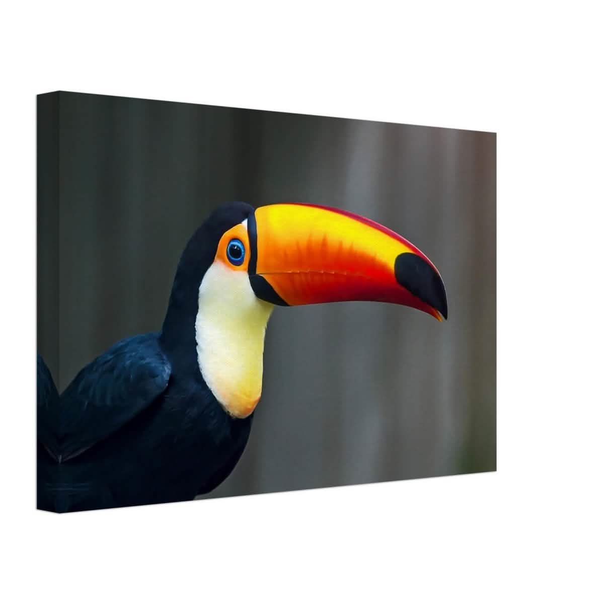 Da Vinci Animal Kingdom Wall art print collection | Wildlife | Toucans Bird - Canvas - 40x60 cm / 16x24″ - Canvas