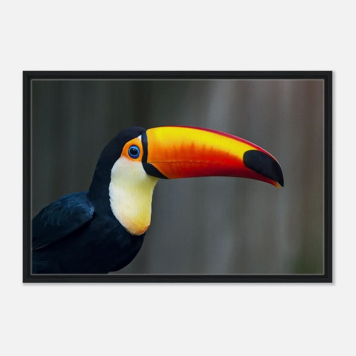 Da Vinci Animal Kingdom Wall art print collection | Wildlife | Toucans Bird - Framed Canvas - 60x90 cm / 24x36″ - Black frame