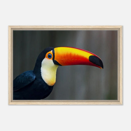 Da Vinci Animal Kingdom Wall art print collection | Wildlife | Toucans Bird - Framed Canvas - 40x60 cm / 16x24″ - Wood frame
