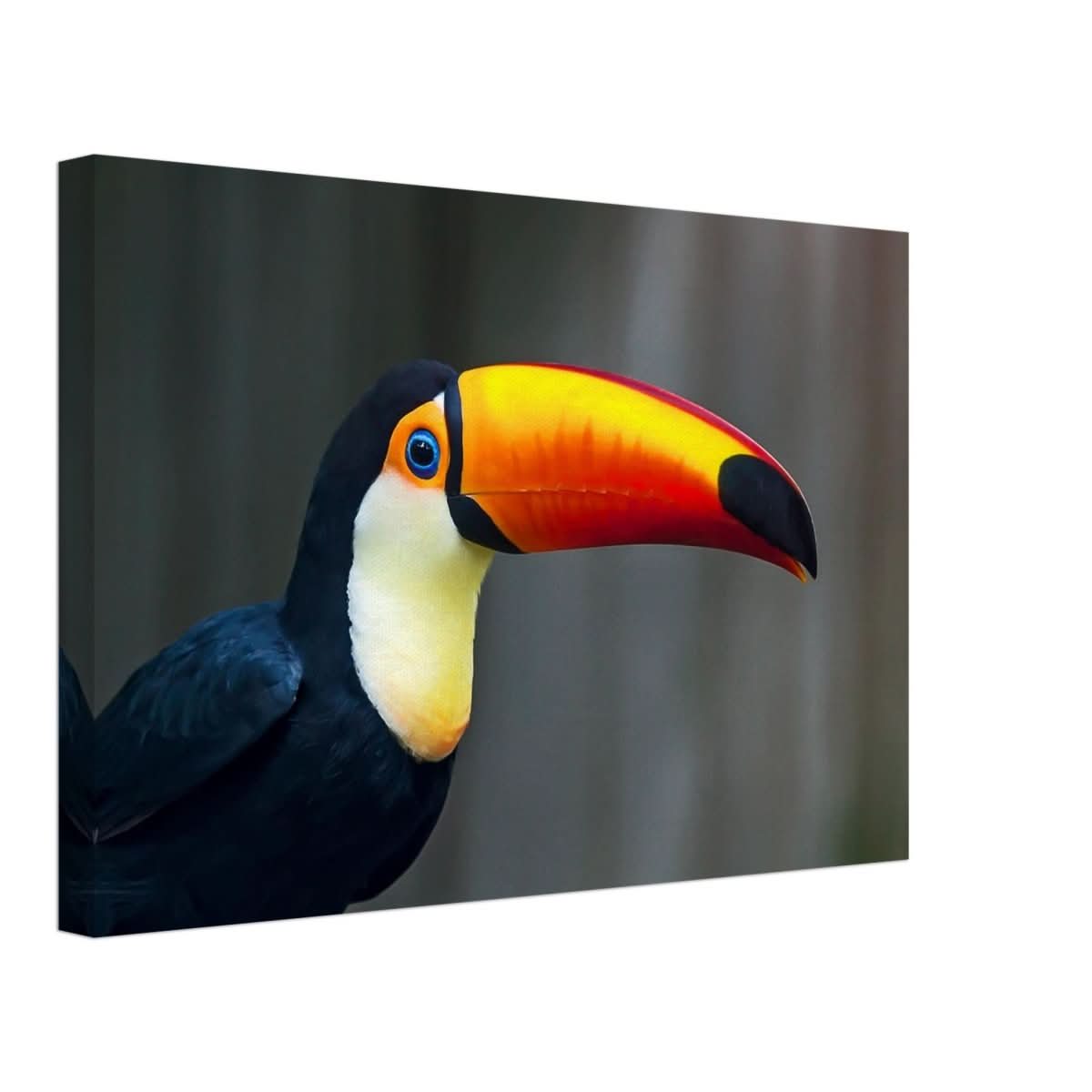 Da Vinci Animal Kingdom Wall art print collection | Wildlife | Toucans Bird - Canvas - 30x45 cm / 12x18″ - Canvas