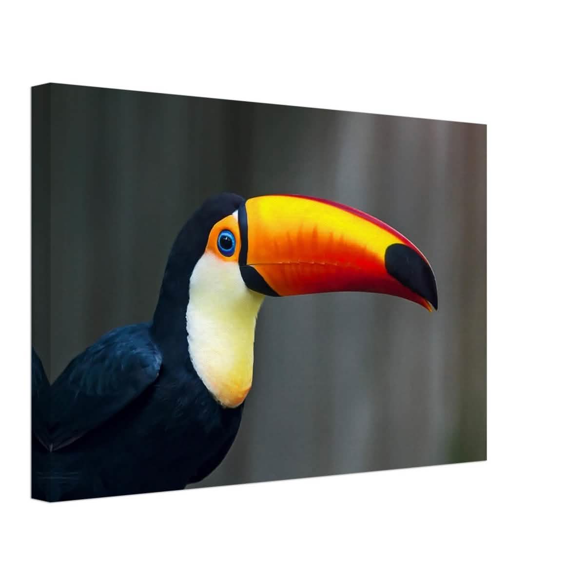 Da Vinci Animal Kingdom Wall art print collection | Wildlife | Toucans Bird - Canvas - 30x45 cm / 12x18″ - Canvas