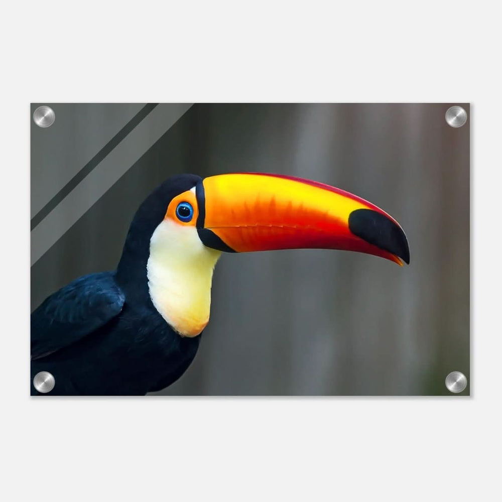 Da Vinci Animal Kingdom Wall art print collection | Wildlife | Toucans Bird - Acrylic Print - 30x45 cm / 12x18″ -