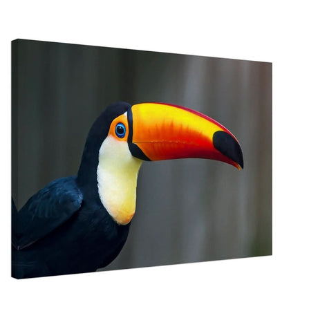 Da Vinci Animal Kingdom Wall art print collection | Wildlife | Toucans Bird - Canvas - 50x75 cm / 20x30″ - Canvas